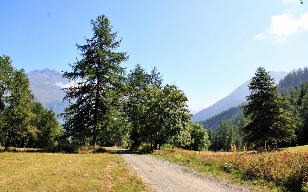 La piste forestière vue depuis les 3 croix