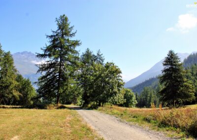 La piste forestière vue depuis les 3 croix